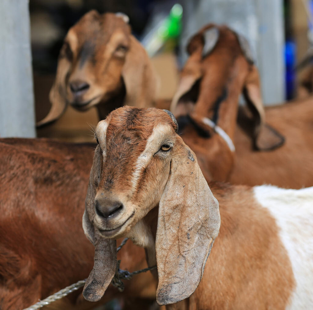 Qurbani Malawi 2025