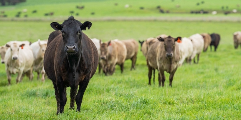 Livestock subject to Zakat, including cattle, goats, sheep, and camels kept for breeding, with special calculations and trade livestock treated as business stock. Zakat info